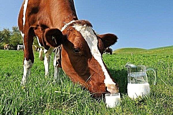 لماذا تحتوي البقرة على الحليب؟ كيف تتخلص من المرارة؟