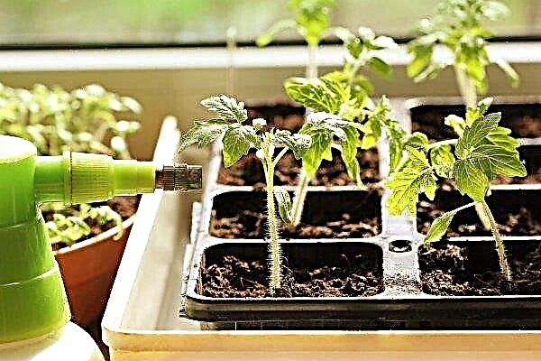 Fertilizing tomato seedlings: what, when and how?