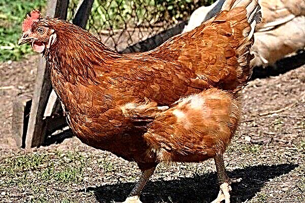 سلالة كوبان الحمراء من الدجاج: الخارج والإنتاجية والرعاية والصيانة