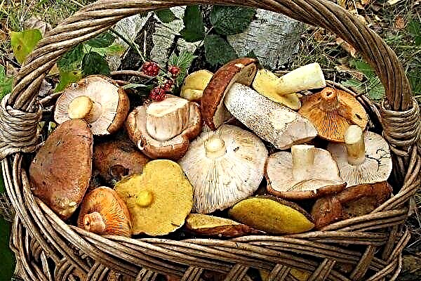 Edible autumn mushrooms: names, appearance, places of growth