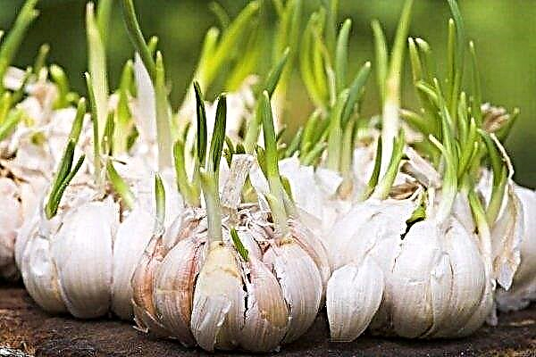 Spring planting of spring garlic