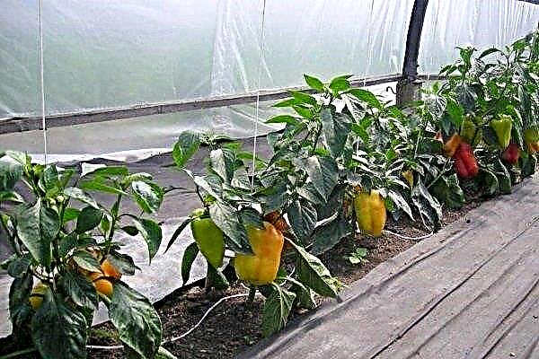 Growing and caring for sweet peppers in a greenhouse