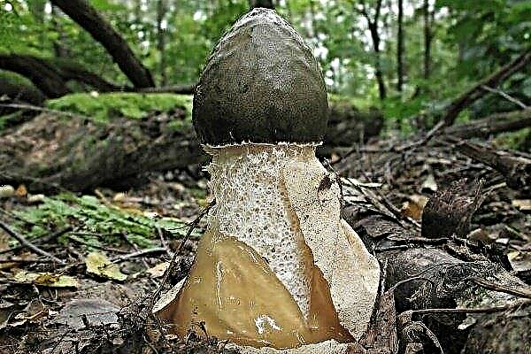 Mushroom Veselka - detailed information about the mushroom