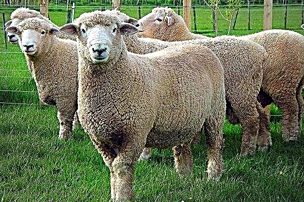 Breed of the sheep Romney marsh: a description of the appearance and content