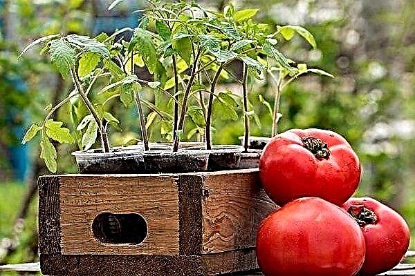 Tomato cultivation in open field: from planting to harvesting