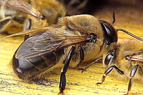 Drone: ¿quién es él en un enjambre de abejas y por qué es necesario?