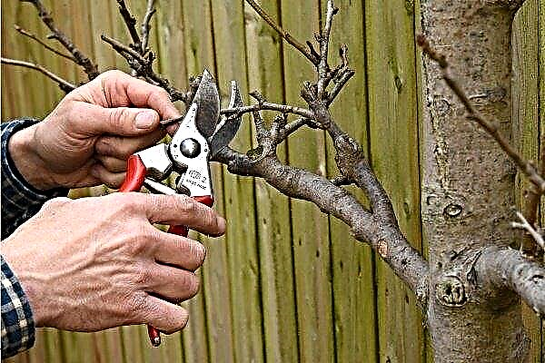 Pruning fruit trees: how and when should this be done?