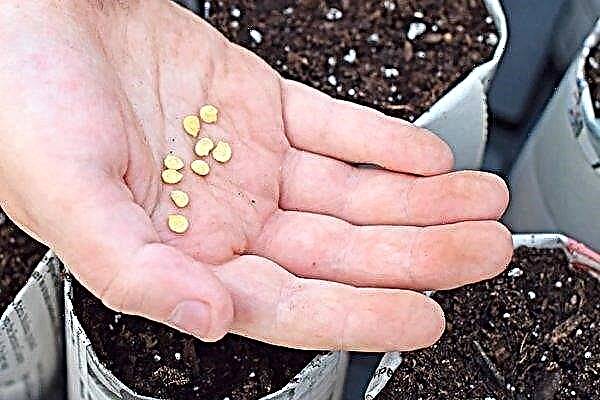 Quando e como semear pimenta para mudas?