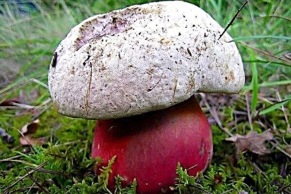 Satanische paddenstoel: een beschrijving van waar het groeit, hoe gevaarlijk?