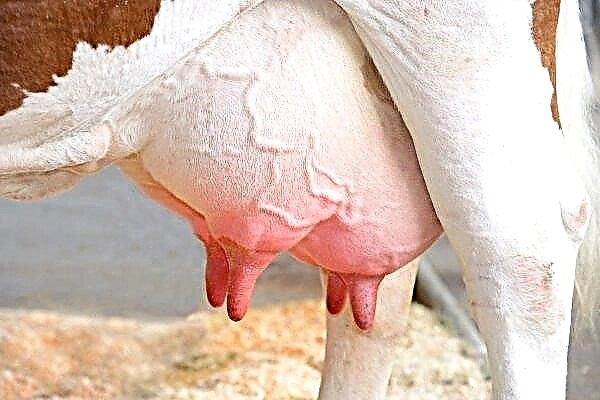 Cum se manifestă mastita la o vacă și ce metode de tratament?