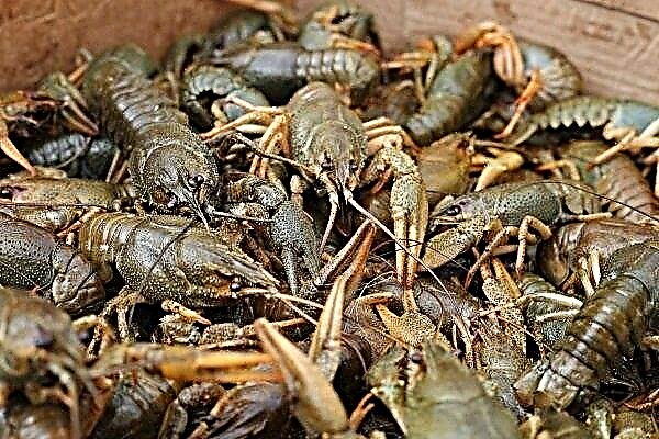 Features of breeding crayfish for sale