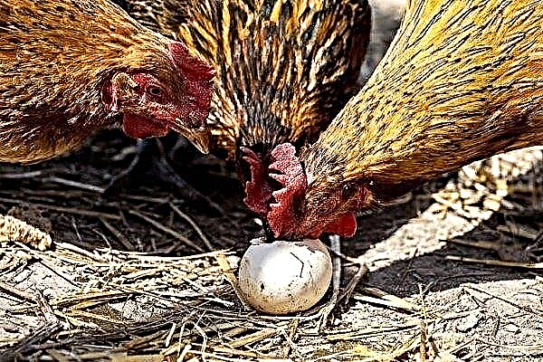 Why do chickens peck their eggs and how to wean them from it?