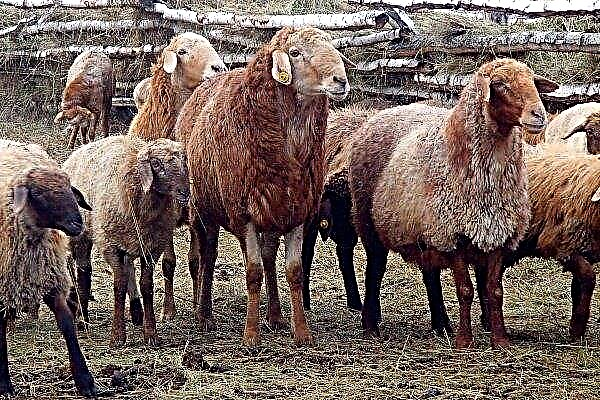 The best meat breeds of sheep: names and descriptions