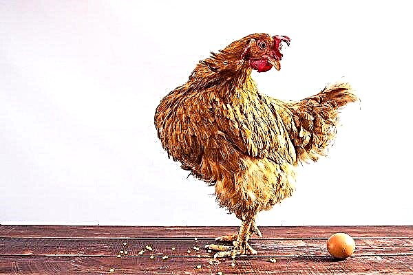 Why aren't the hens rushing? What should a farmer do?