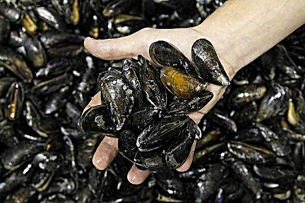 Breeding mussels for sale: the ins and outs of doing business