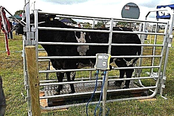 Govju svars: no kā tas atkarīgs un kā uzzināt dzīvnieka masu?