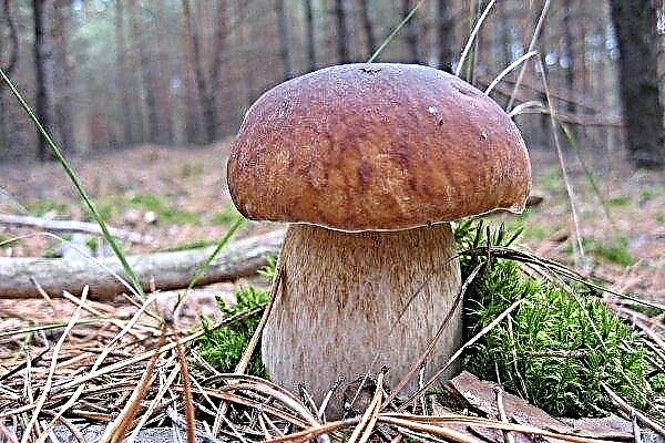 White mushroom (aka boletus): detailed description with photo
