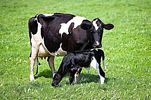 Огляд голландської породи корів