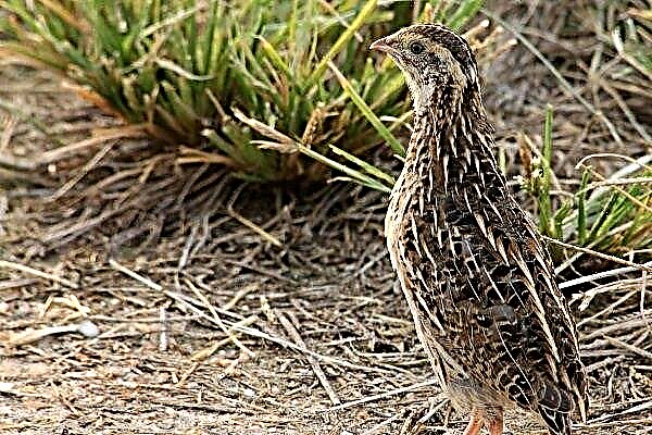 Common quail: description of the bird, productivity, breeding and care