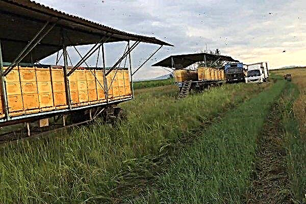 Rucher sur roues: caractéristiques de l'apiculture nomade