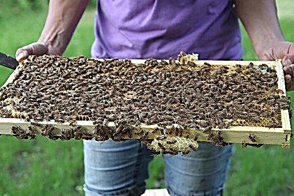 What is the danger of swarming bees and how to deal with it?