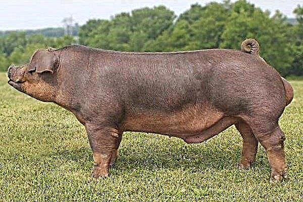 Duroc - a description of the meat breed of pigs