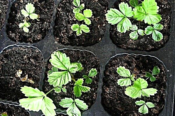Growing remontant strawberries from seeds