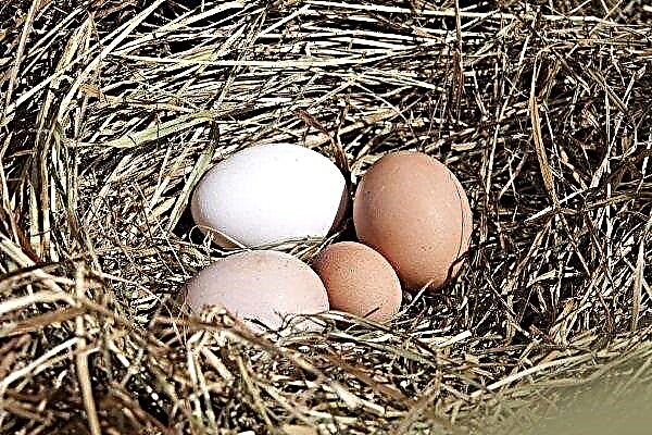 Kurczaki noszą małe jaja: powody i co robić?