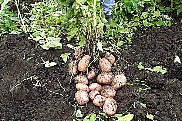 ”Mod” - en komplet beskrivelse af kartoffelsorten
