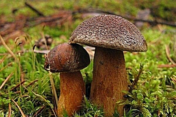 Mokhovik: uma descrição detalhada do cogumelo