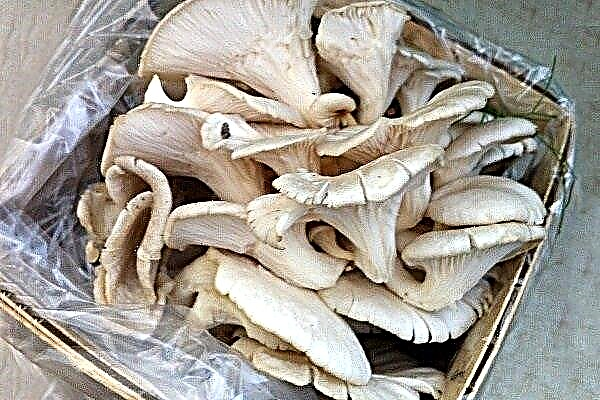 How to freeze oyster mushrooms?