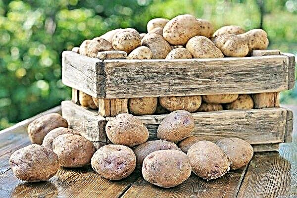 قواعد حصاد البطاطا