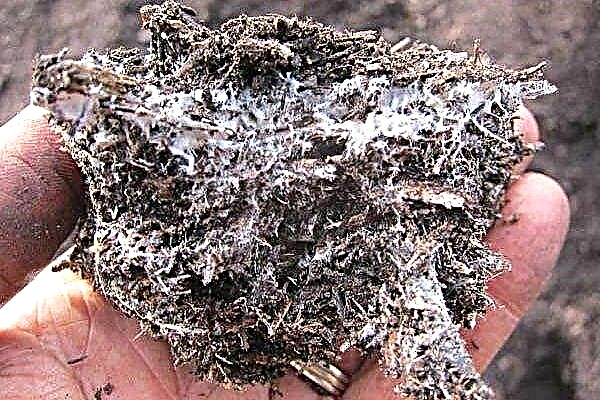 Mycélium de champignons: qu'est-ce que c'est et comment le faire pousser?