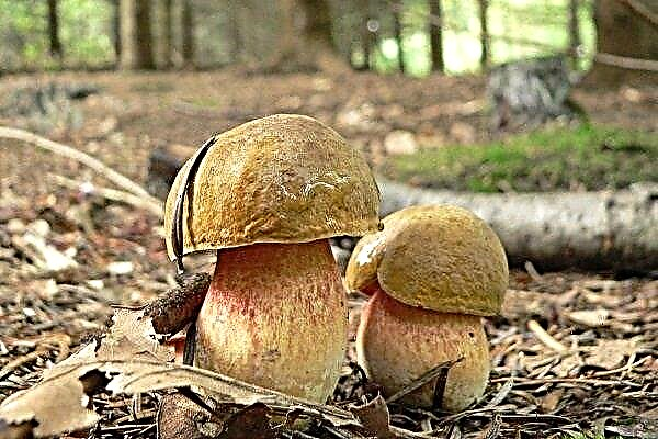 Mushroom duvet (oak): detailed description