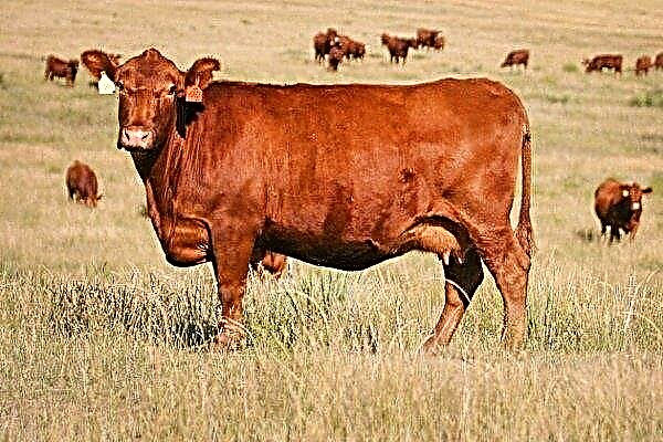 Karvė „Raudonasis stepė“: išsamus veislės aprašymas
