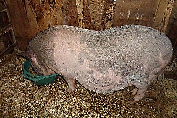 How to feed pigs during gestation?