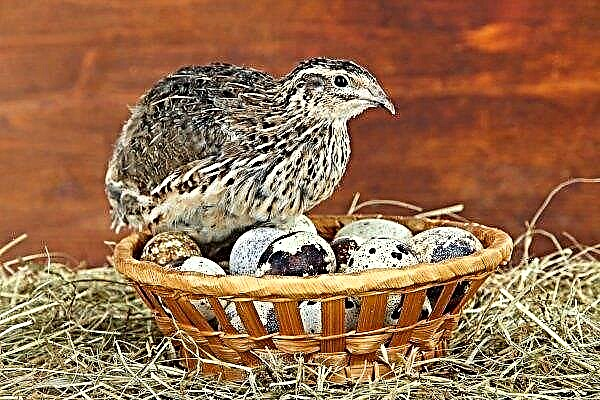 When do the quails begin to rush?