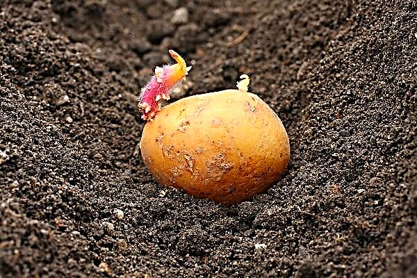 What are the best days for planting potatoes in open ground?