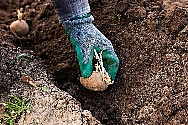 Jak pěstovat a pěstovat brambory na předměstí?