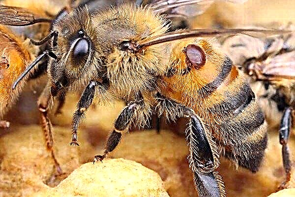 정맥류로 꿀벌을 치료하는 방법? 질병을 예방할 수 있습니까?