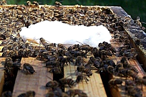 Kandy pour les abeilles - qu'est-ce que c'est et comment cuisiner