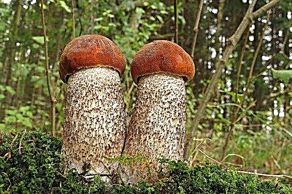 False boletus or inedible mushrooms with which you can confuse boletus