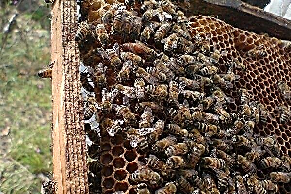 Buckfast bites: šķirnes apraksts un satura noteikumi