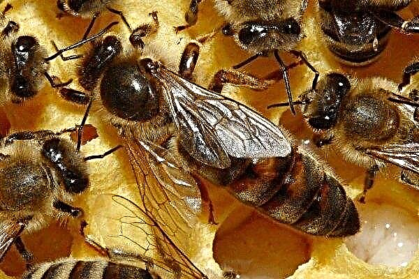 Methoden und Regeln für den Rückzug von Bienenköniginnen