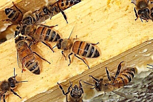 Italienische Bienen - eine detaillierte Überprüfung der Rasse