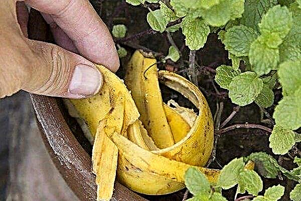 How to use banana peel to feed seedlings?