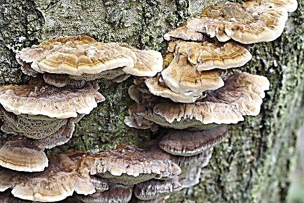 Паразитичний гриб Трутовик: опис, види і місця зростання