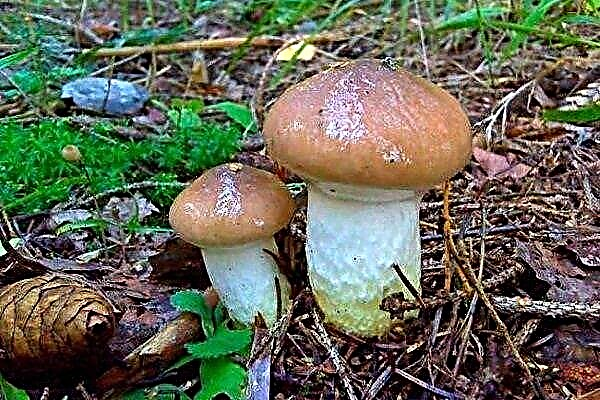 Mokruha - une description complète du champignon