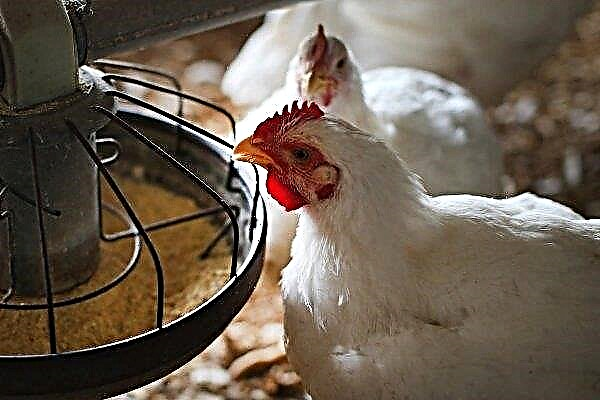Alimentația zilnică a găinilor ouătoare: norme și o dietă detaliată timp de 1 zi