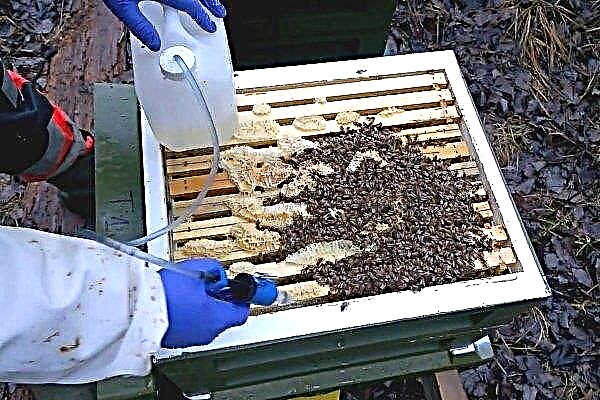 Comment et comment traiter les ruches d'abeilles contre les tiques?